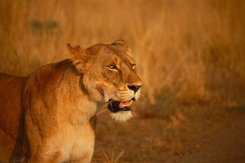 棕色草地上的母狮 · 免费素材图片