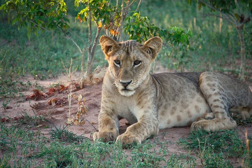 有关动物, 动物摄影, 哺乳动物的免费素材图片