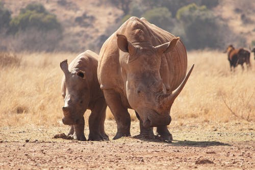 两只犀牛在棕色的原野上行走 · 免费素材图片