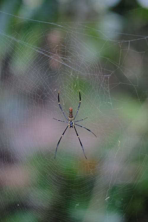 有关Web, 困住, 宏观的免费素材图片