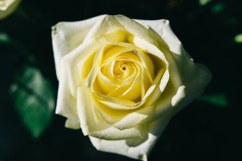 有关天性, 植物群, 漆黑的免费素材图片