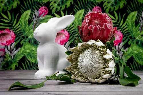 有关sugarbushes, 假日, 兔子的免费素材图片