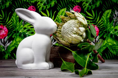有关sugarbushes, 假日, 兔子的免费素材图片