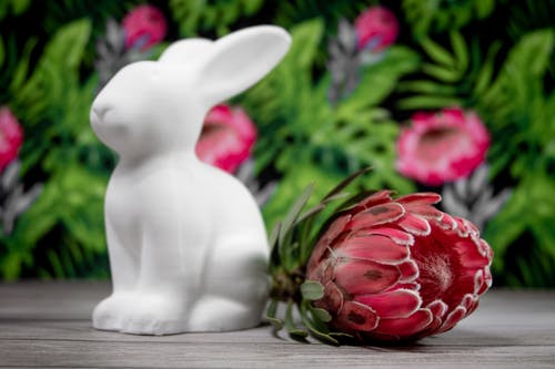 有关sugarbushes, 兔子, 南非的免费素材图片