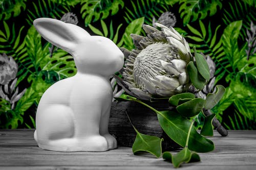 有关sugarbushes, 假日, 兔子的免费素材图片