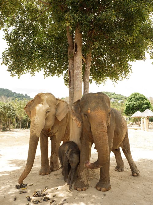 有关一对, 亚洲大象, 公园的免费素材图片