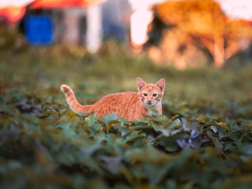 有关公园, 利益, 动物的免费素材图片