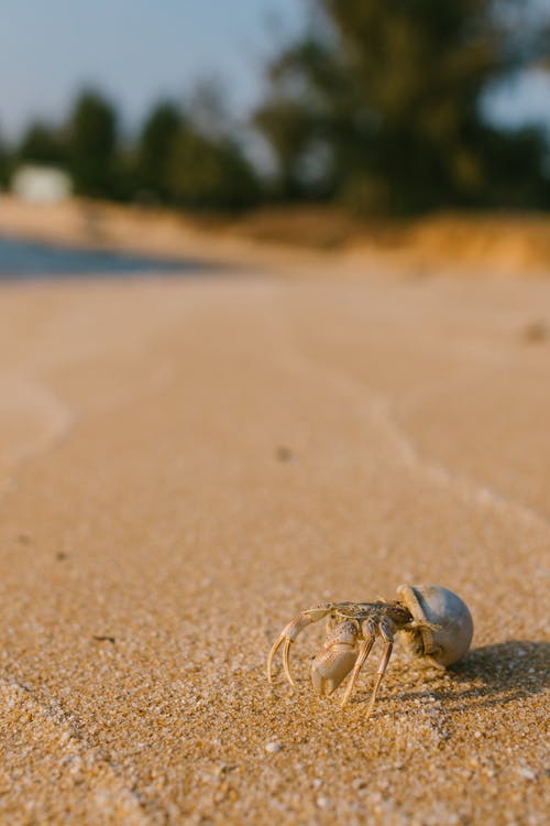 夏天在沙滩上的小螃蟹 · 免费素材图片