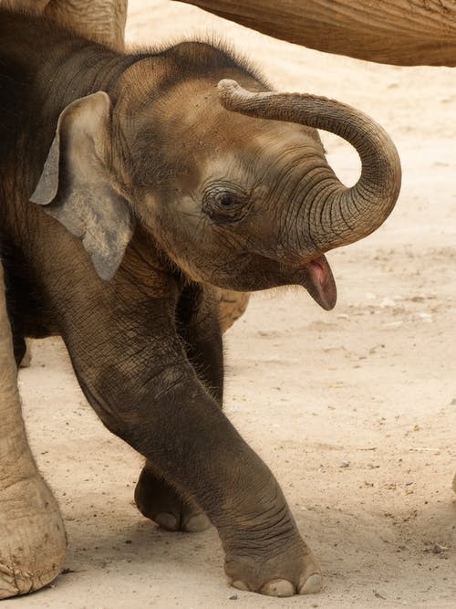 有关亚洲大象, 公园, 动物的免费素材图片