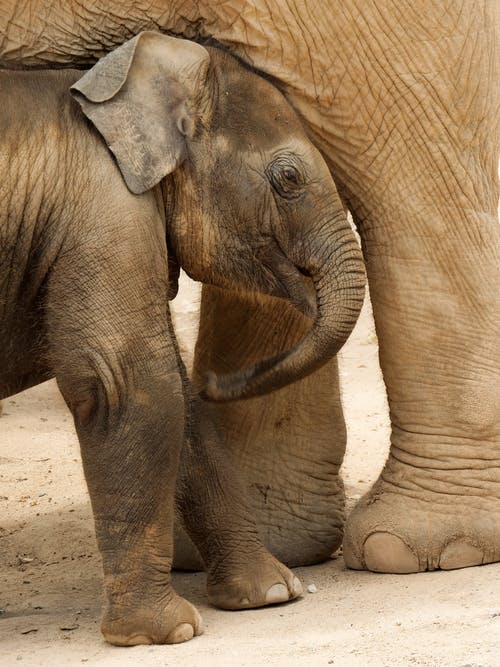 有关亚洲大象, 动物园, 动物摄影的免费素材图片