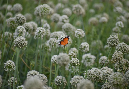 野生蝴蝶坐在花园里的花 · 免费素材图片