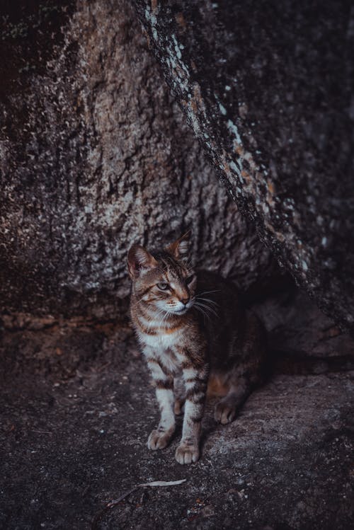 有关动物, 动物摄影, 可爱的免费素材图片