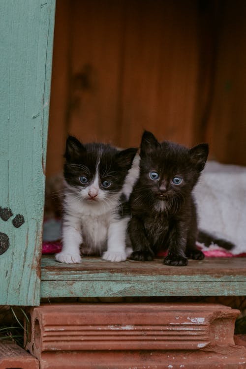 棕色木板上的黑白小猫 · 免费素材图片