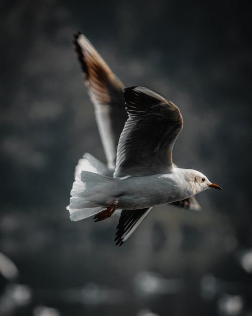 白色和棕色鸟飞 · 免费素材图片