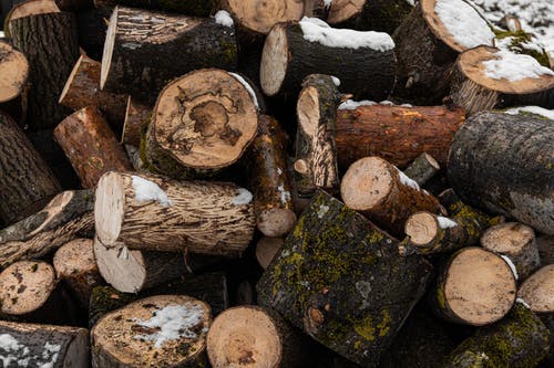 有关堆, 木柴, 森林的免费素材图片