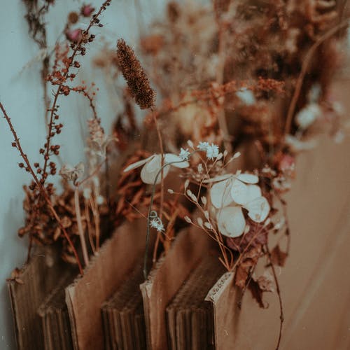 棕色木栅栏上的白花 · 免费素材图片