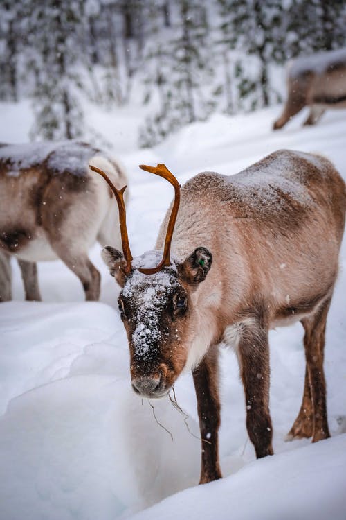 棕色和白色的动物，在积雪覆盖的地面上 · 免费素材图片