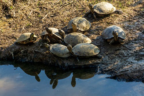 有关turtle龟, 保护物, 动物摄影的免费素材图片