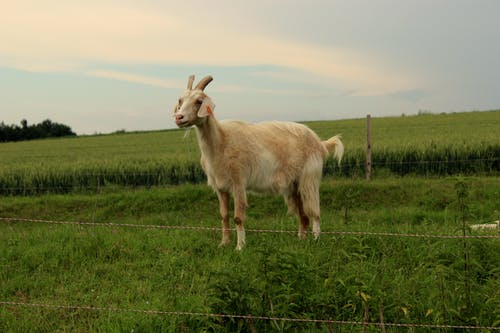 有关动物, 围栏, 家畜的免费素材图片