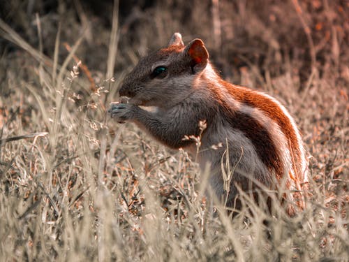 有关动物, 动物摄影, 可爱的免费素材图片
