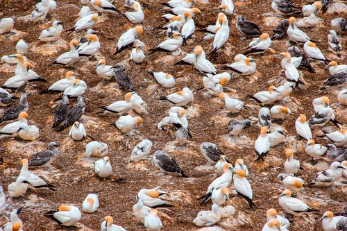 有关一群鸟, 动物, 塘鹅的免费素材图片