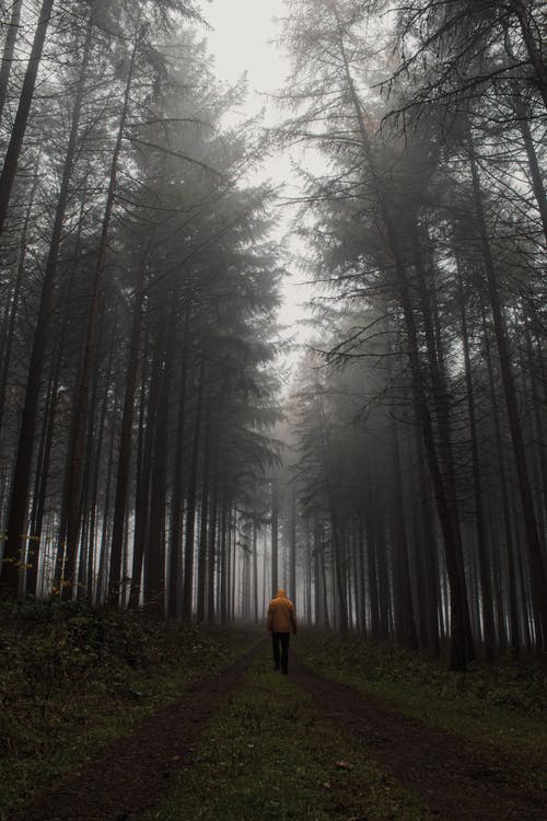 孤独的旅行者，走在迷雾森林 · 免费素材图片