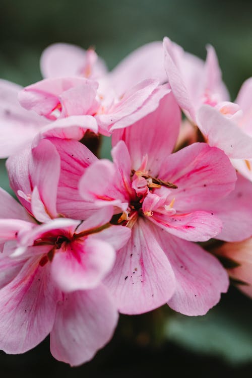 粉红色的花朵的特写镜头 · 免费素材图片