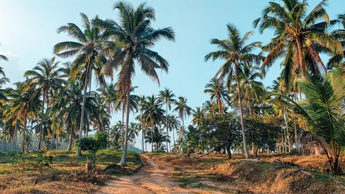 有关棕榈树, 椰子树, 树木的免费素材图片