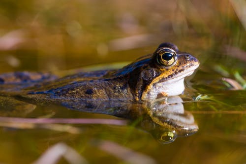 青蛙在水面上 · 免费素材图片