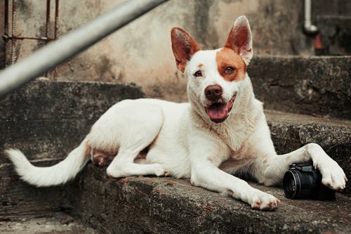 白色和棕色的短涂层的狗躺在水泥地上 · 免费素材图片