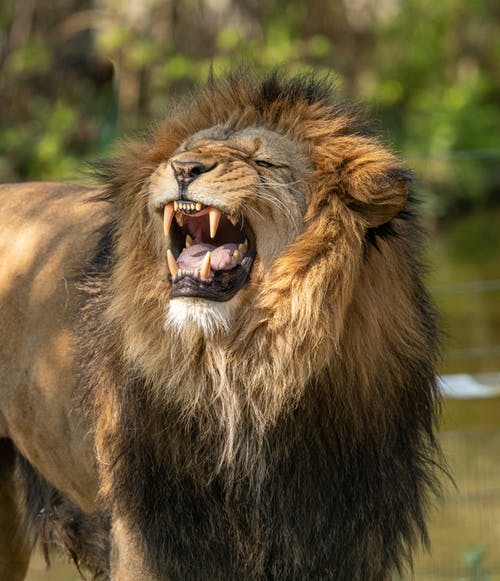 咆哮的狮子 · 免费素材图片