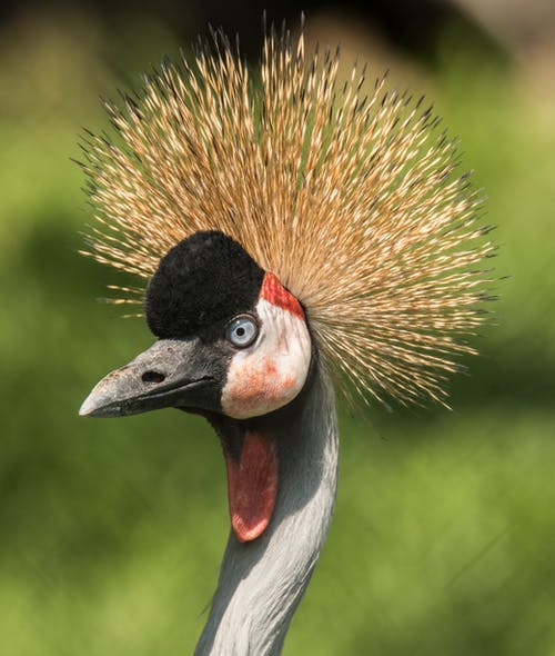 有关东非丹顶鹤, 休息, 公园的免费素材图片