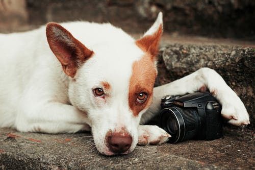 狗的特写照片 · 免费素材图片