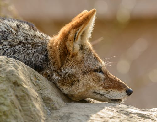 躺在灰色的岩石上的棕色和黑色的狐狸 · 免费素材图片