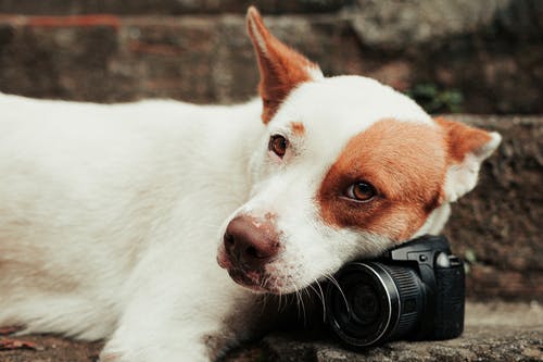 白色和棕色的短涂层的狗躺在头上的相机 · 免费素材图片