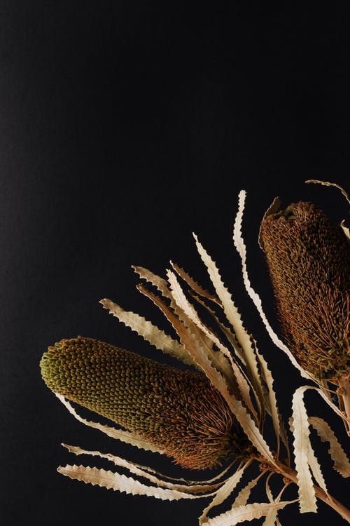 有关Copyspace, 不均匀的, 乾的的免费素材图片