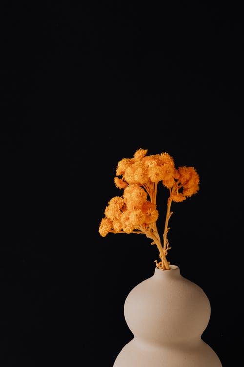 有关优雅, 充满活力, 增长的免费素材图片