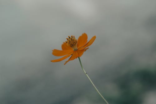 有关Copyspace, cosmos sulphureus, 充满活力的免费素材图片