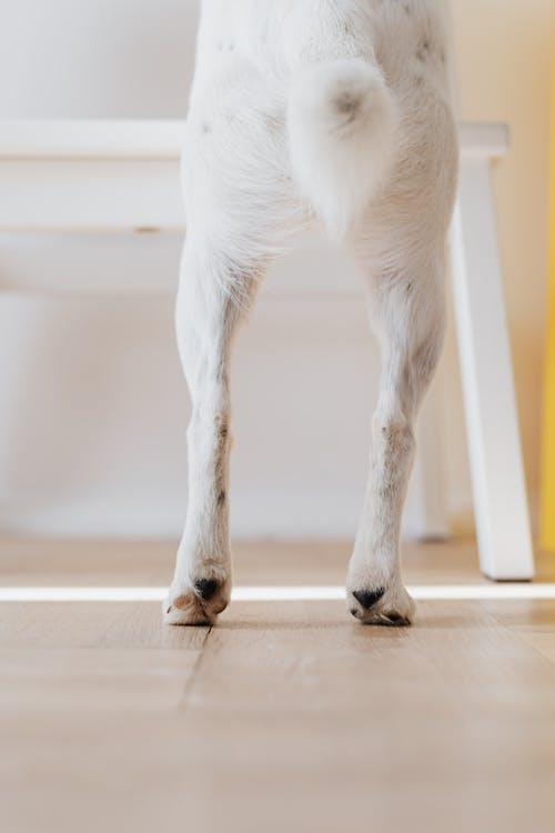 有关动物摄影, 可爱的, 尺的免费素材图片