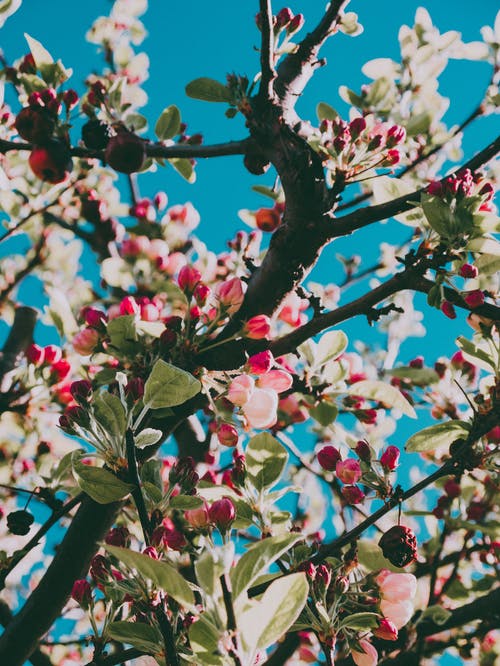 有关优雅, 充满活力, 增长的免费素材图片