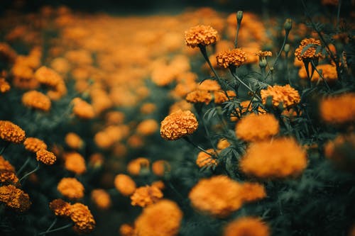 黄色的花的选择性焦点 · 免费素材图片