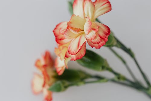 有关优雅, 充满活力, 增长的免费素材图片