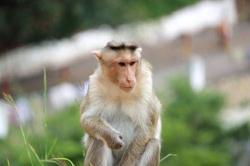 有关动物, 哺乳动物, 毛茸茸的免费素材图片