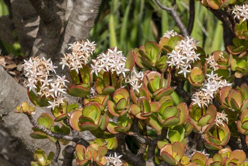 有关增长, 微妙, 杂草的免费素材图片