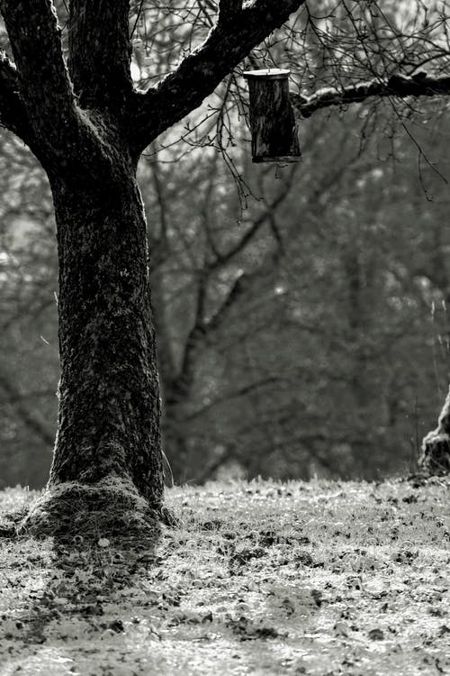 有关bw, 下落, 公园的免费素材图片