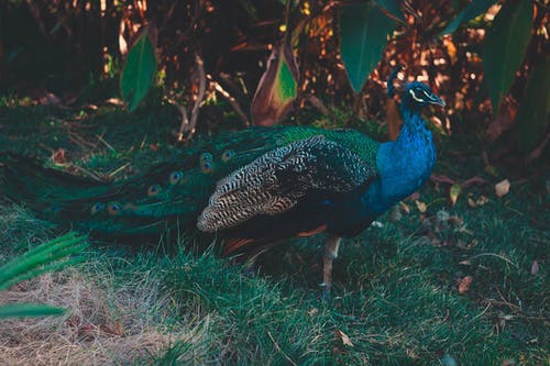 有关动物, 动物摄影, 图案的免费素材图片