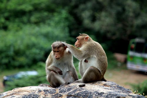 有关坐, 毛茸茸, 特写的免费素材图片