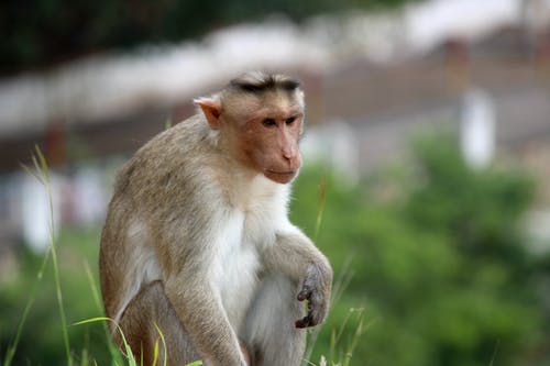 有关动物, 哺乳动物, 毛茸茸的免费素材图片