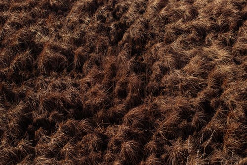 有关乾的, 乾草, 增长的免费素材图片