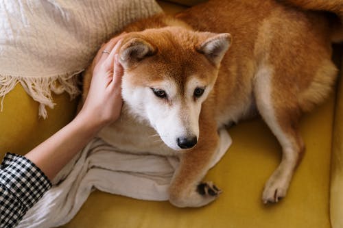 有关公寓房, 動物, 可愛的免费素材图片